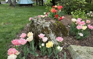 Easter's First Blooms at the Estate and Late April Exclusive Tulip Extravaganza - Woodstock, New York