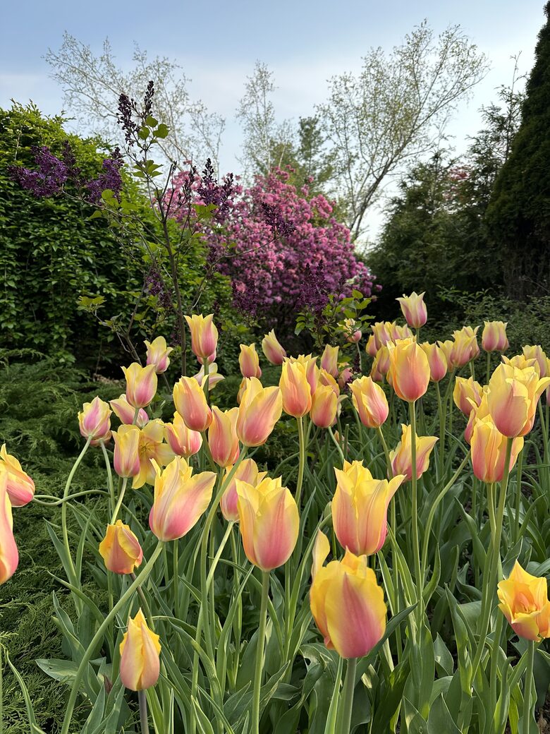 Easter's First Blooms at the Estate and Late April Exclusive Tulip Extravaganza - Woodstock, New York