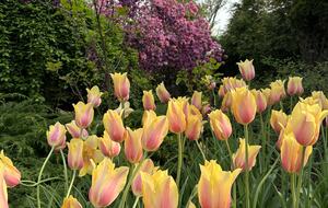 Easter's First Blooms at the Estate and Late April Exclusive Tulip Extravaganza - Woodstock, New York