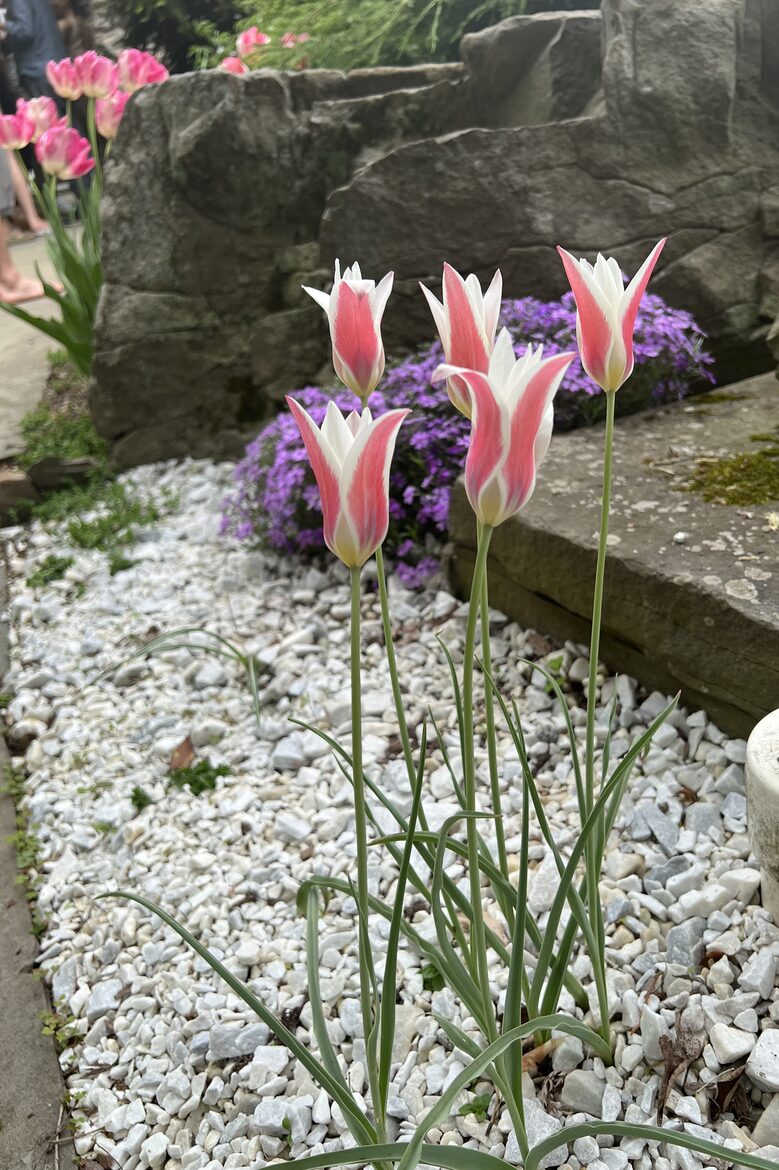 Easter's First Blooms at the Estate and Late April Exclusive Tulip Extravaganza - Woodstock, New York