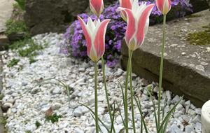Easter's First Blooms at the Estate and Late April Exclusive Tulip Extravaganza - Woodstock, New York