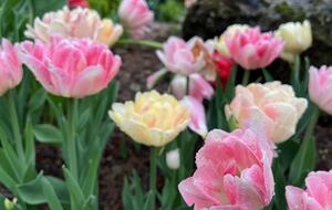 Easter's First Blooms at the Estate and Late April Exclusive Tulip Extravaganza - Woodstock, New York
