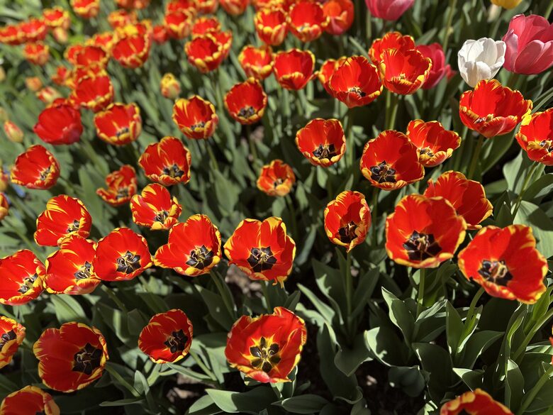Easter's First Blooms at the Estate and Late April Exclusive Tulip Extravaganza - Woodstock, New York