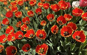 Easter's First Blooms at the Estate and Late April Exclusive Tulip Extravaganza - Woodstock, New York