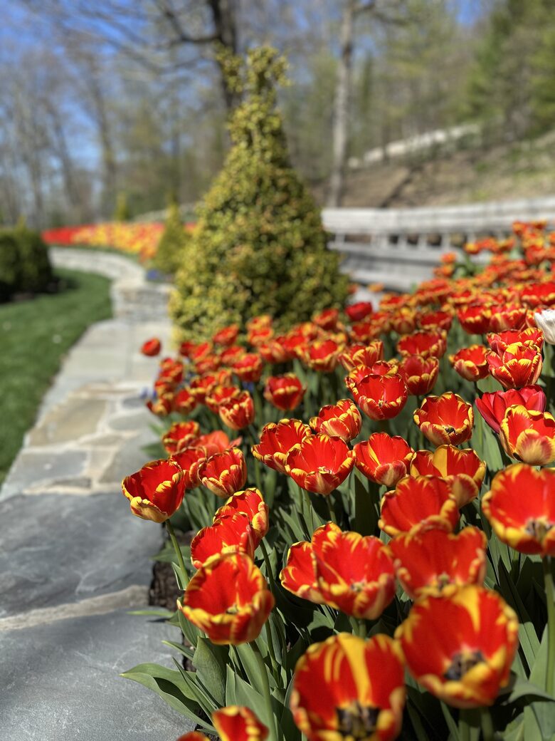 Easter's First Blooms at the Estate and Late April Exclusive Tulip Extravaganza - Woodstock, New York
