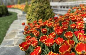 Easter's First Blooms at the Estate and Late April Exclusive Tulip Extravaganza - Woodstock, New York