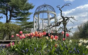 Easter's First Blooms at the Estate and Late April Exclusive Tulip Extravaganza - Woodstock, New York