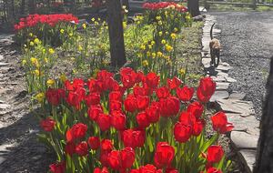 Easter's First Blooms at the Estate and Late April Exclusive Tulip Extravaganza - Woodstock, New York